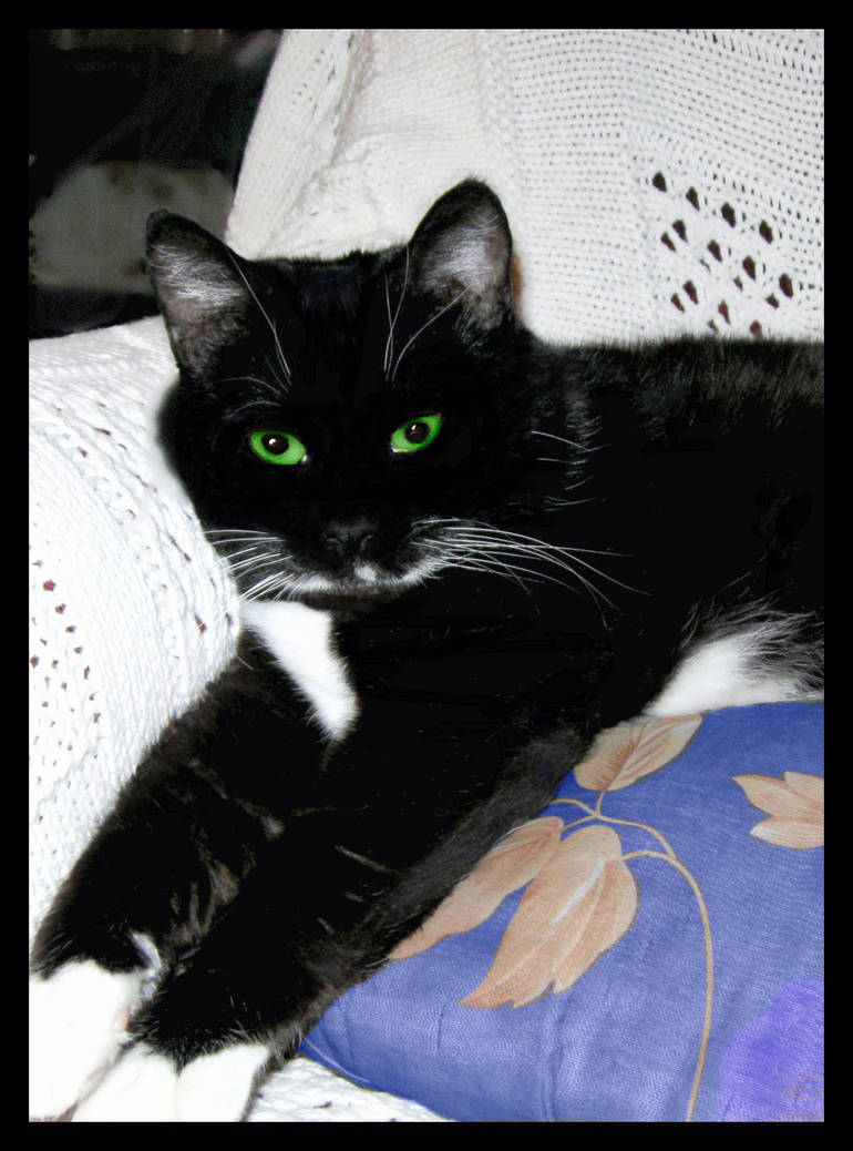 Miss Kitt-Katt by bewilderedconfused on DeviantArt