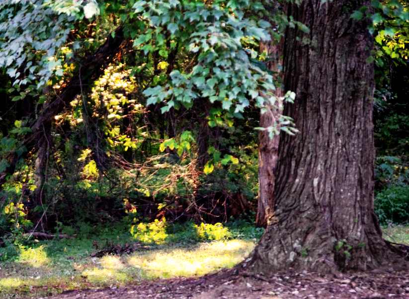 Sun-dappled woods