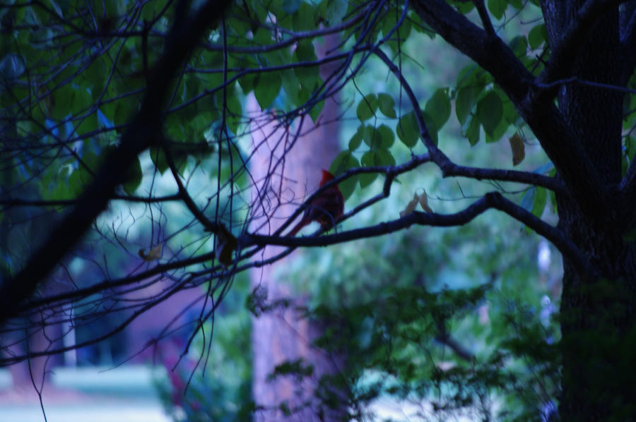 Lonely Cardinal