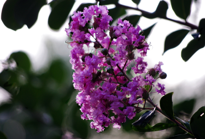 Lavendar crepe myrtle