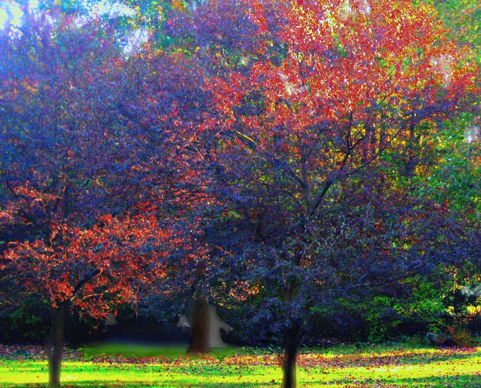 Colorful Dogwoods