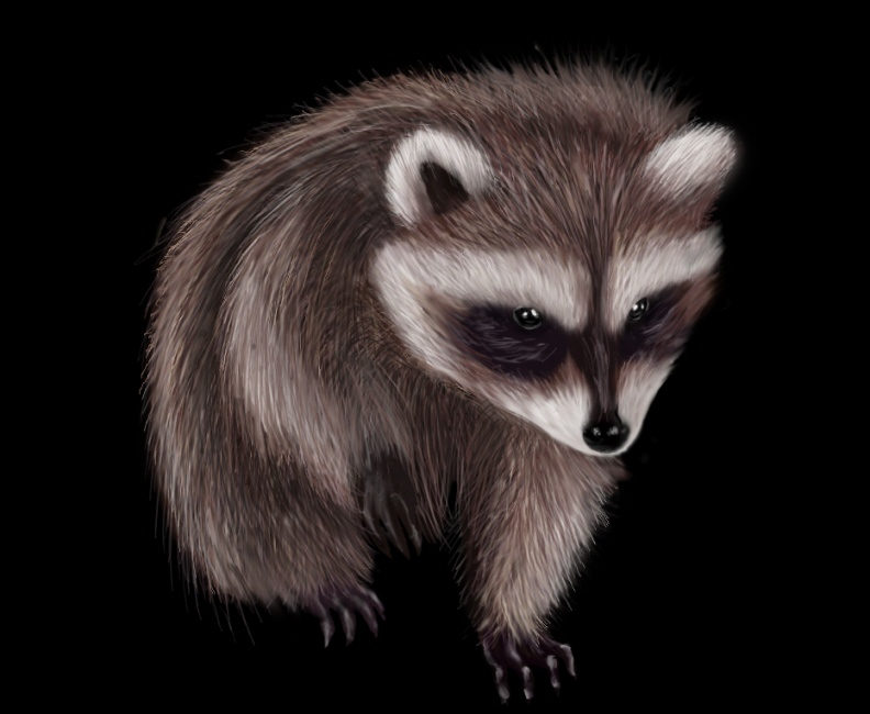 Raccoon