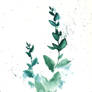 [Watercolor] Eucalyptus