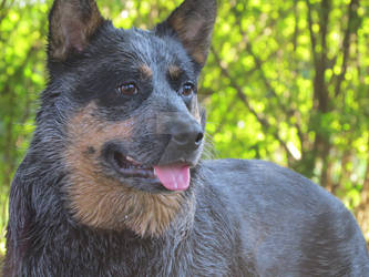 Blue Heeler