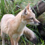 Swift Fox