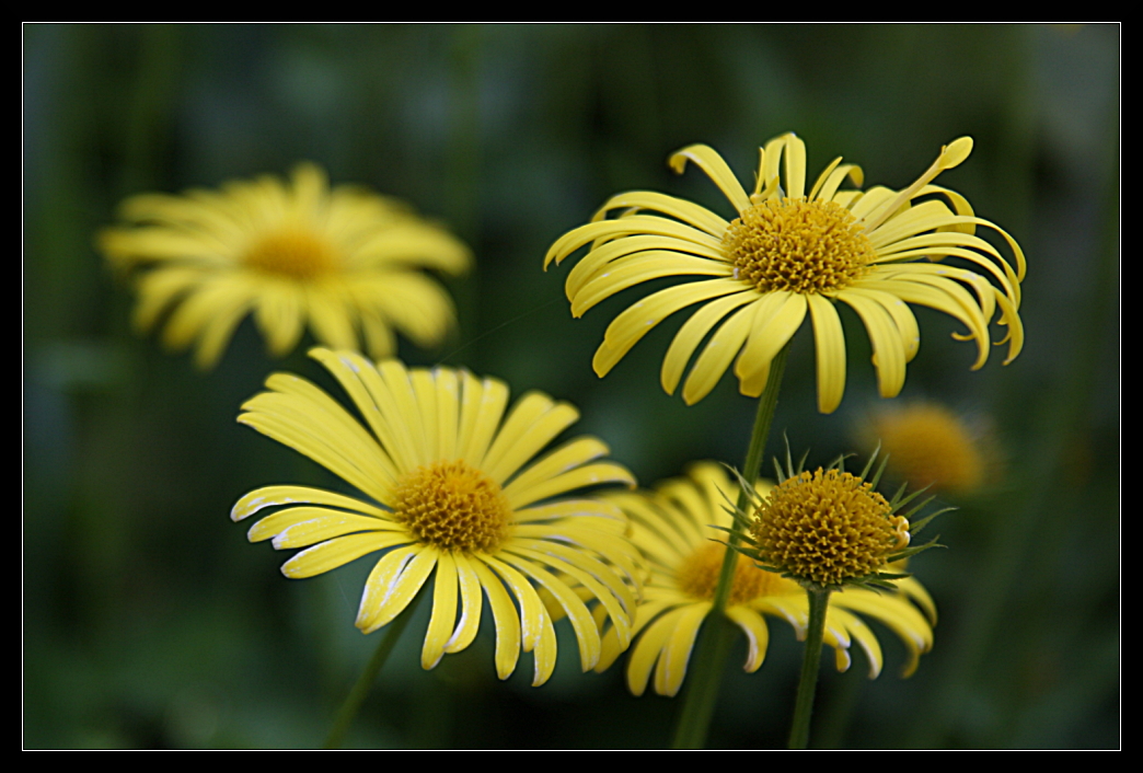 Yellow flowers