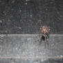 Spider garden-spider 61