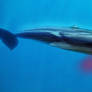 Killer sperm whale