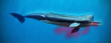 Killer sperm whale