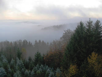 Misty morning forest