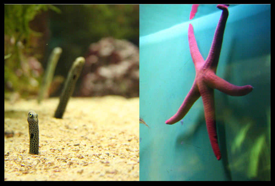 starfish and 'sticky-fish' by WuselWiesel on DeviantArt