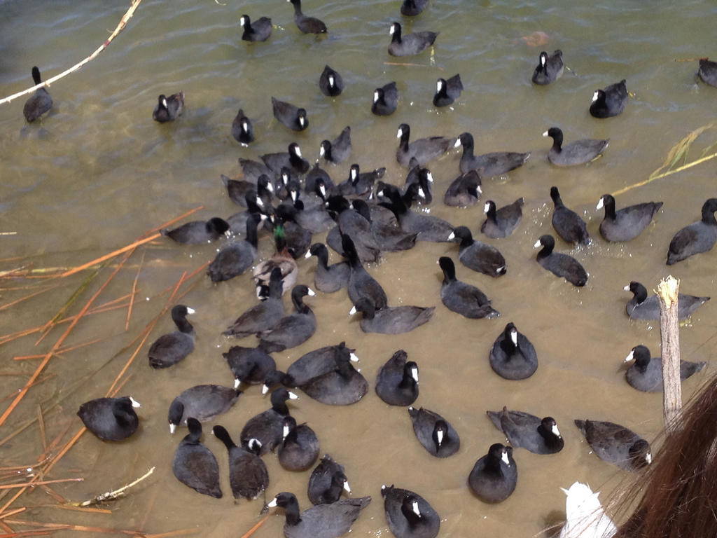 Swarm! by Snow909 on DeviantArt