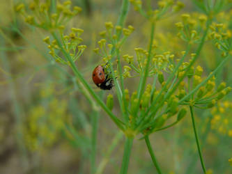 ladybug