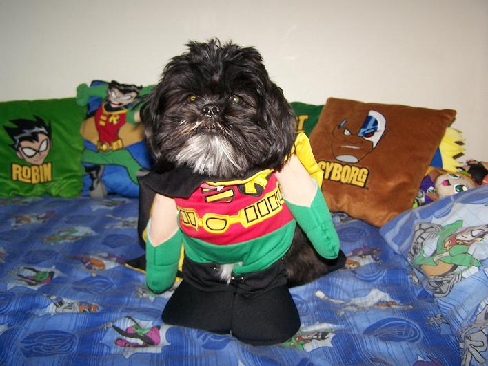 My puppy in his Robin costume