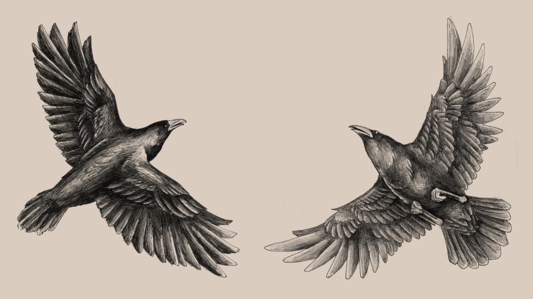 Huginn and Muninn