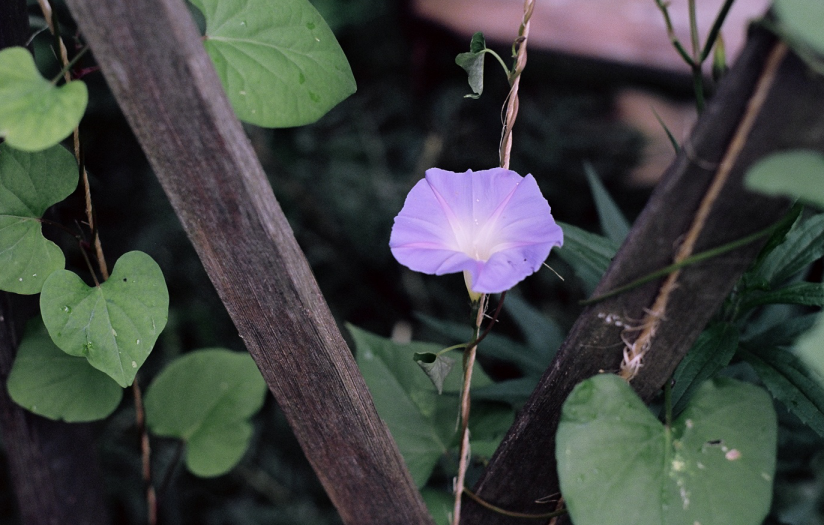 Morning Glory - Blooming