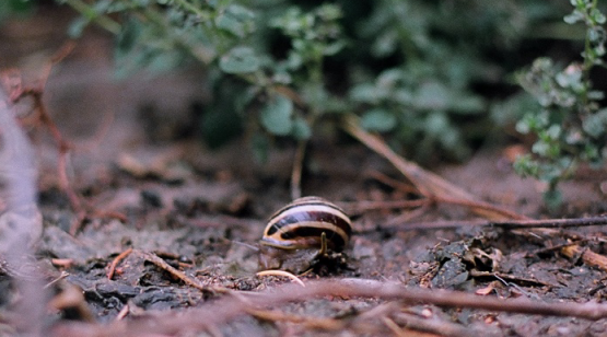 Garden Snail - Traverse