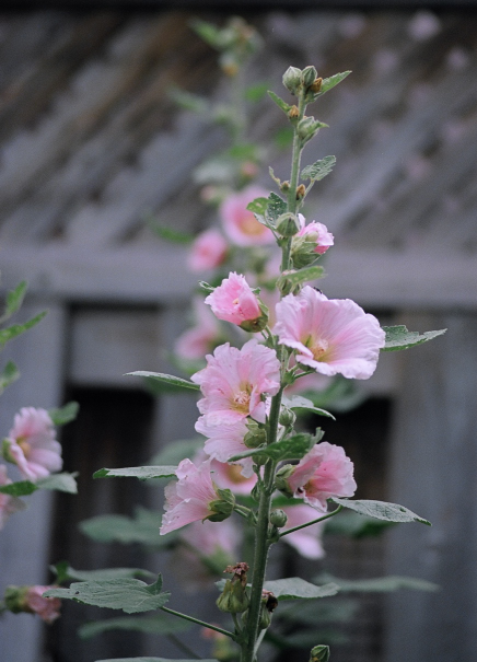 Hollyhock - Tall