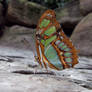 Niagara Butterfly House - Malachite Butterfly