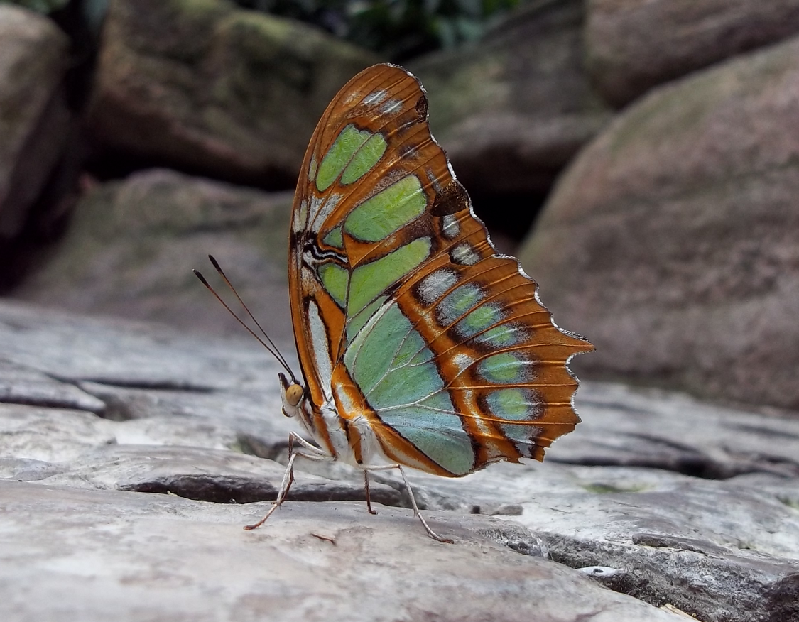 Niagara Butterfly House - Malachite Butterfly