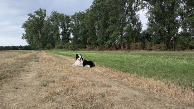 A wild Border Collie appears