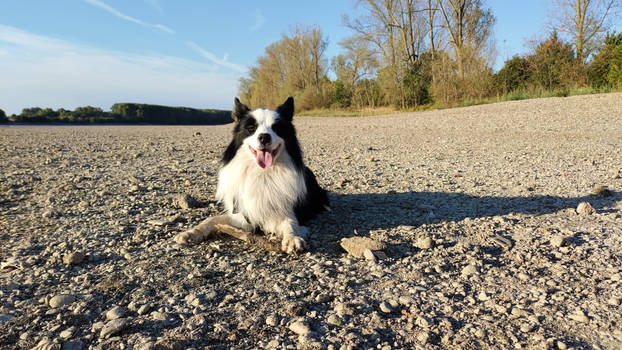 Border Collie at the Beach