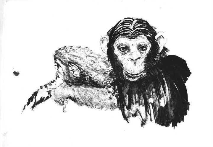 Chimpance (Pan troglodytes)