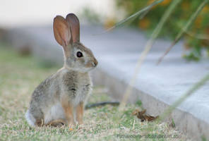 Baby desert hare