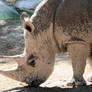 Rhino shower