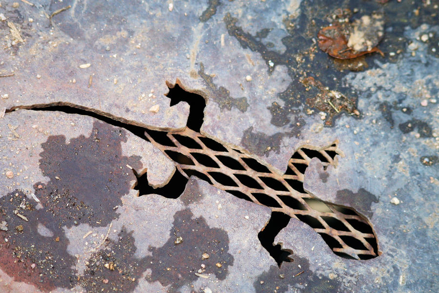 Lizard drain