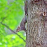 gray squirrel