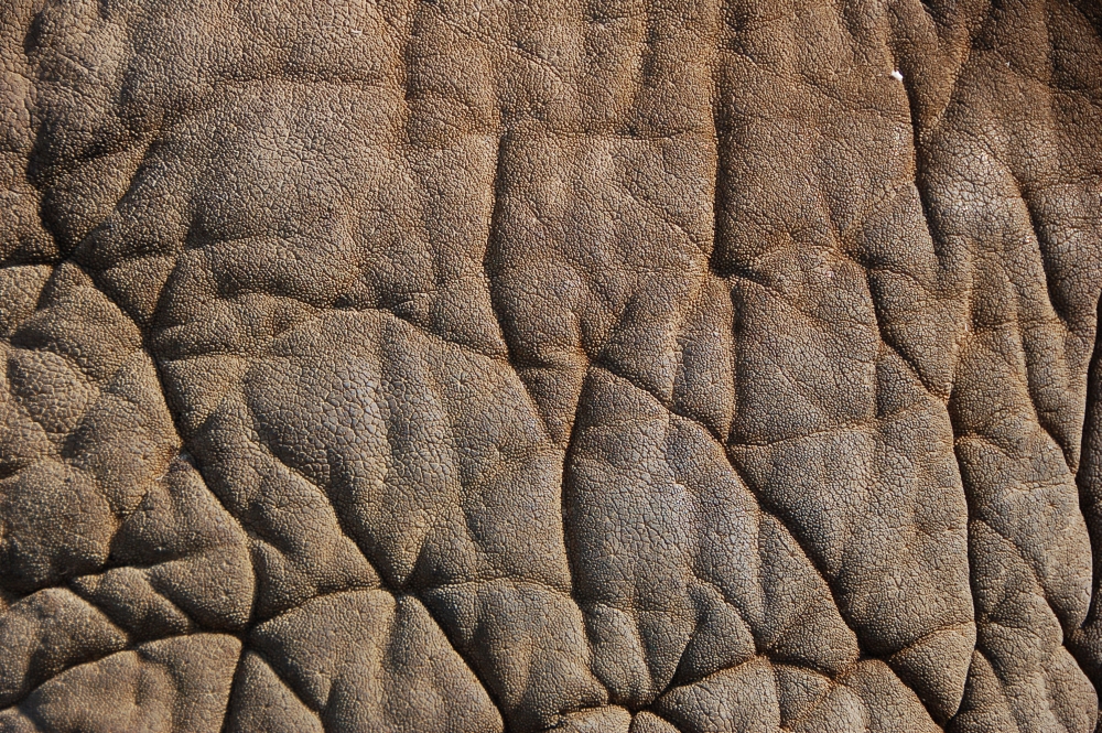 Elephant skin