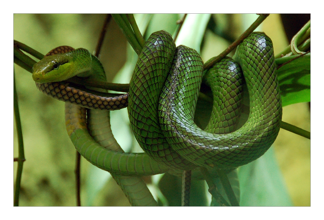 The green snake