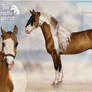 Criollo Horse adopt (open)