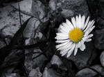 Daisy by xjellyfishx