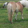 Haflinger Proost stock