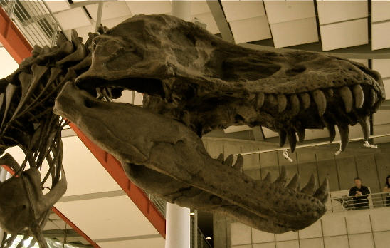 Rexy Baby by Skidplates on DeviantArt