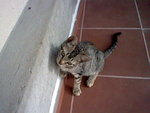My kitty (mi gatita)