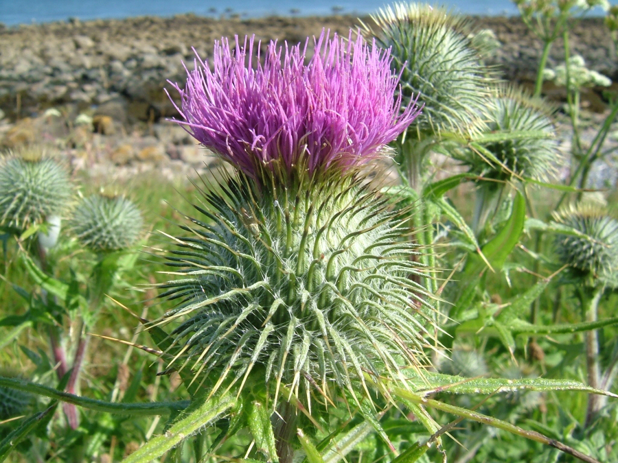 Flower Of Scotland - JFlorence