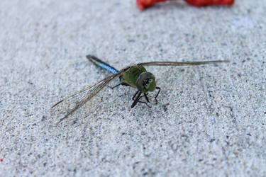 Resting Dragonfly