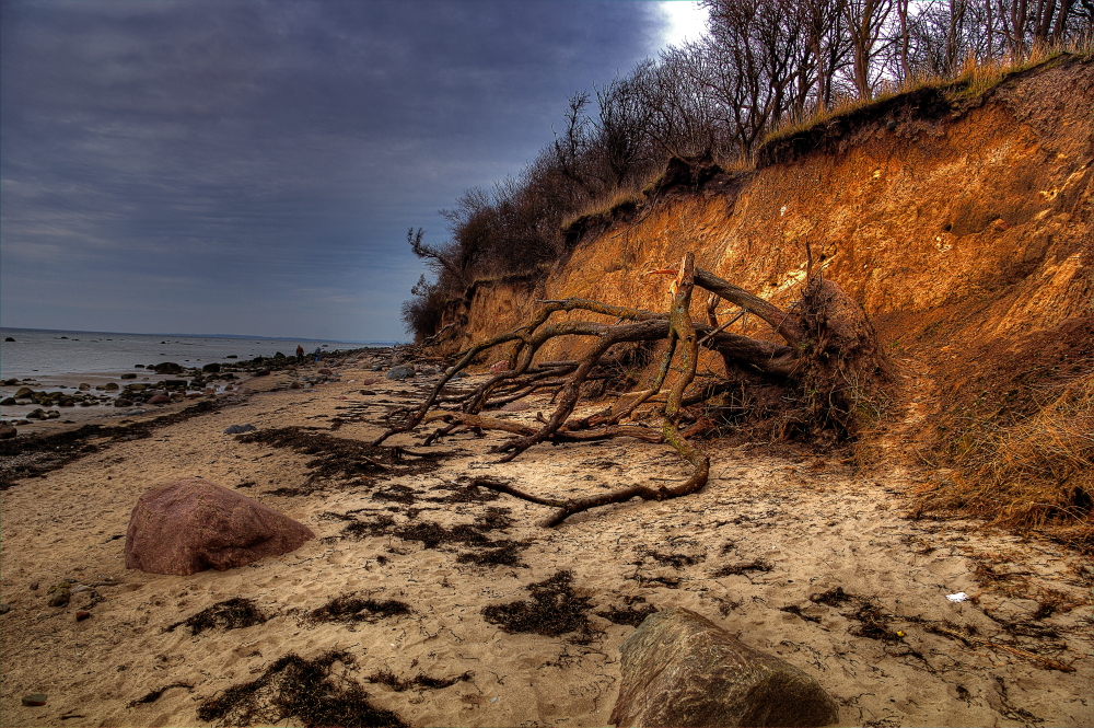 Broken tree