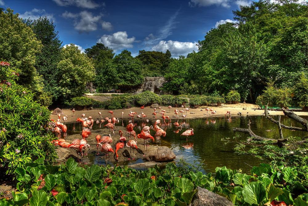 Flamingos