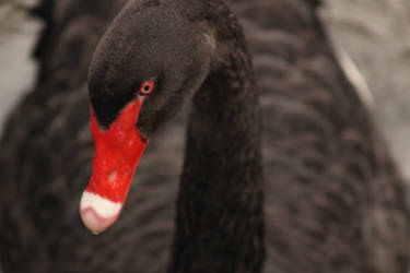 cisne negro