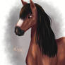 Little Horse