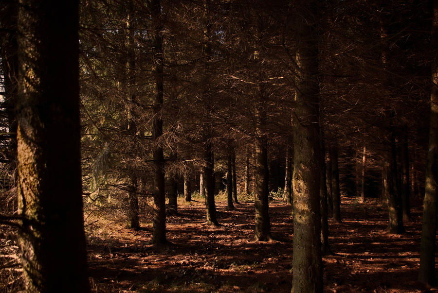 Autumn in forest