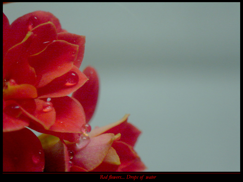 Red Flowers... Drops of water