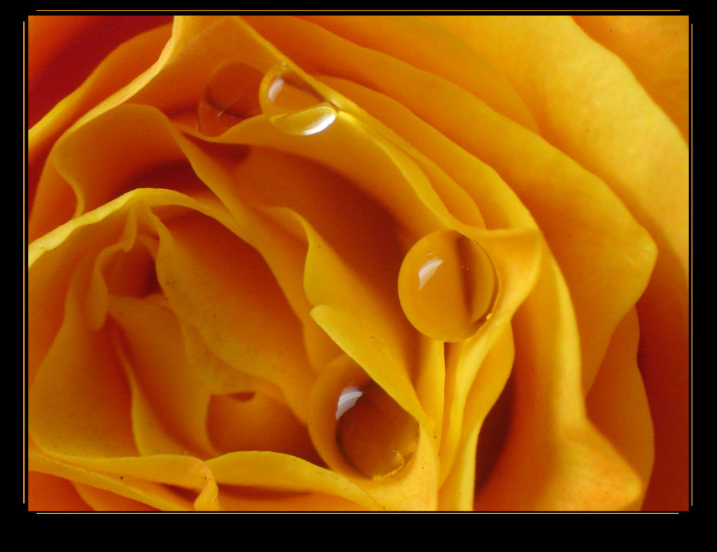 Yellowish Rose