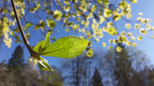 Dogwood Leaf by AntoccinoDrinker