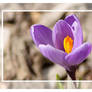 Crocus 2