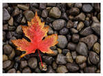 Autumn Maple Leaf by Vamaena